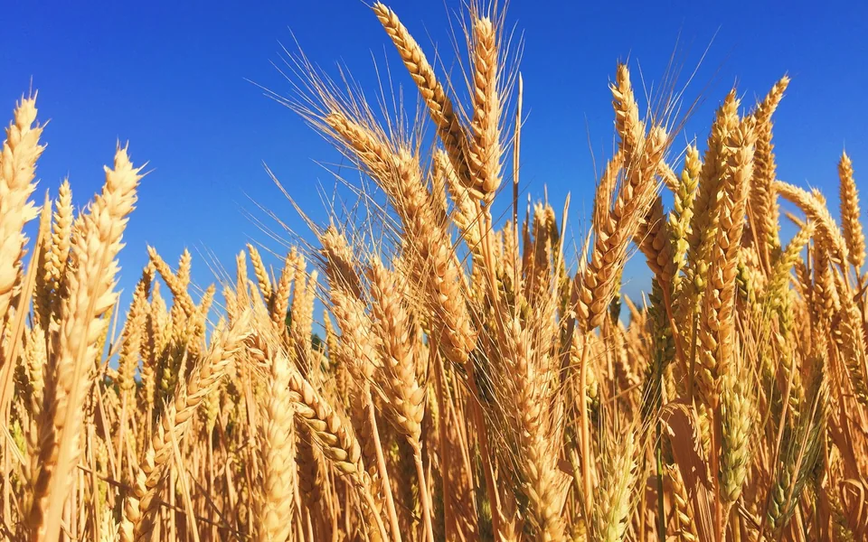 Golden wheat growing in a field.